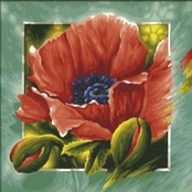 Klatschmohn